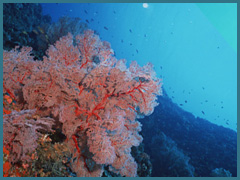 アリガー 珊瑚