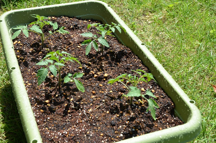 プランターに植えられたトマトの苗