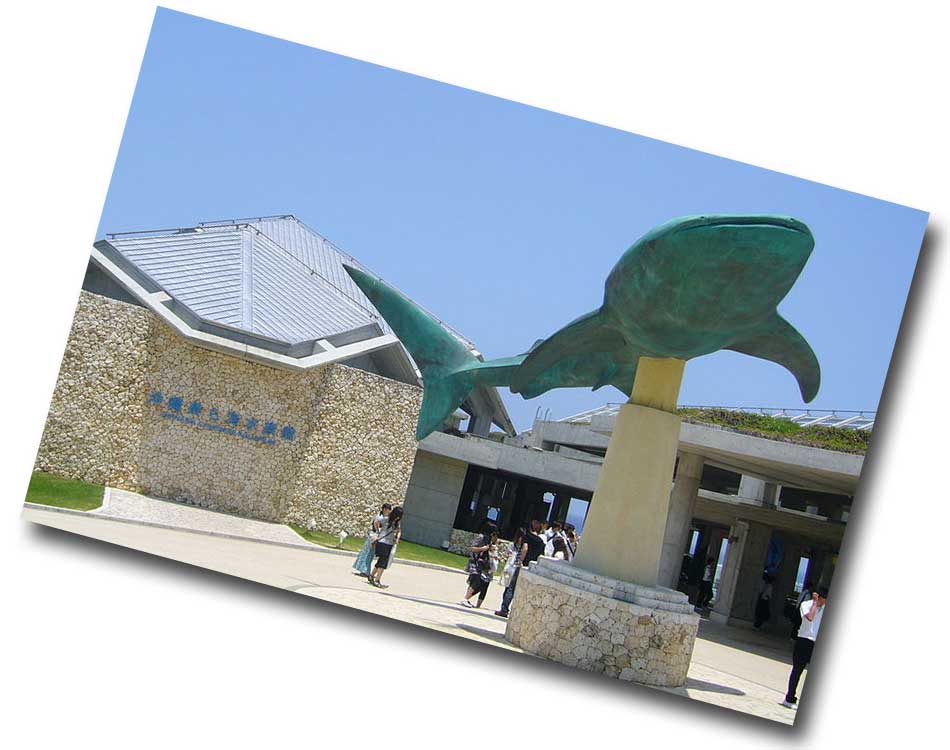 美ら海水族館 沖縄 観光