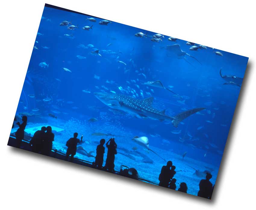 美ら海水族館 ジンベイザメ