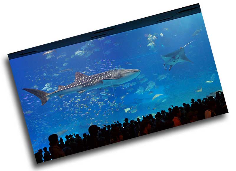 美ら海水族館 巨大水槽 ジンベイザメ