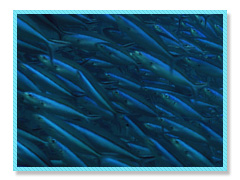 ブルーコーナー 魚の大群