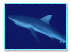 ブルーコーナー サメ